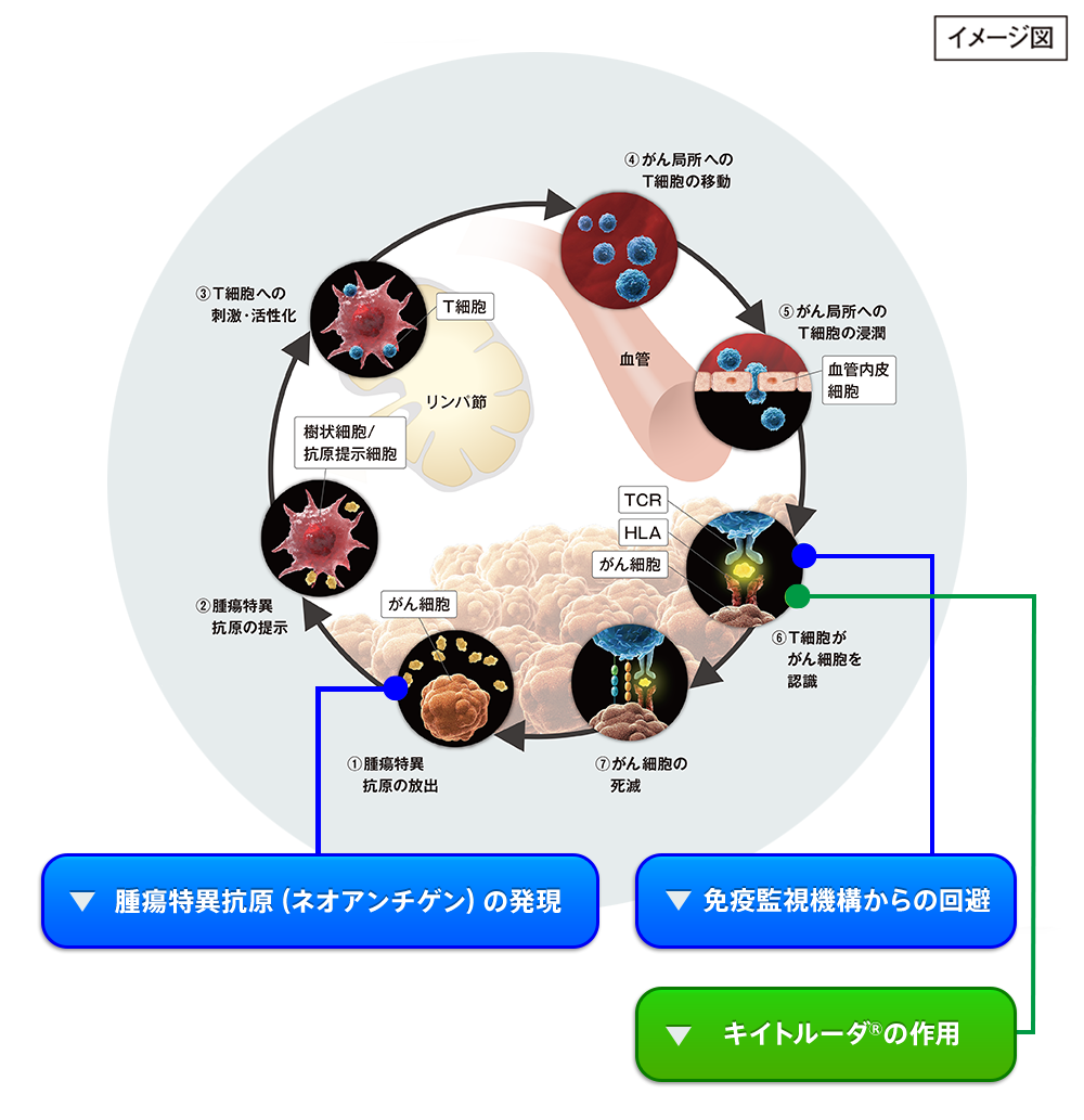 がん免疫サイクル