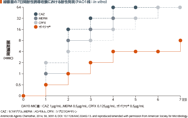 緑膿菌の7日間耐性誘導培養における耐性発現（PAO1株：in vitro）