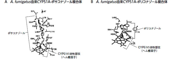 CYP51酵素とアゾール系抗真菌薬との複合体の立体構造