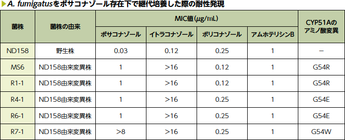 A. fumigatusをポサコナゾール存在下で継代培養した際の耐性発現