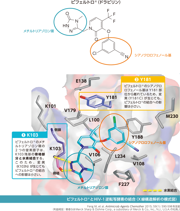 ドラビリンとHIV-1逆転写酵素の結合