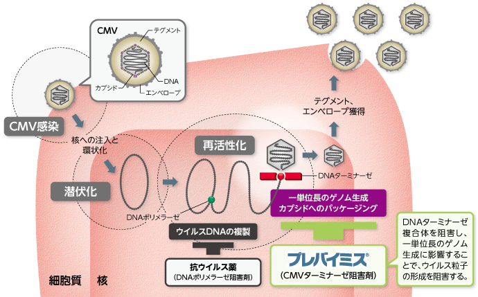 プレバイミス®の作用機序