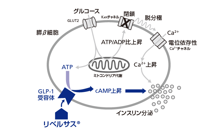 作用機序