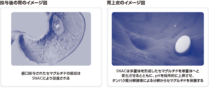 投与後の胃のイメージ図／胃上皮でのイメージ図