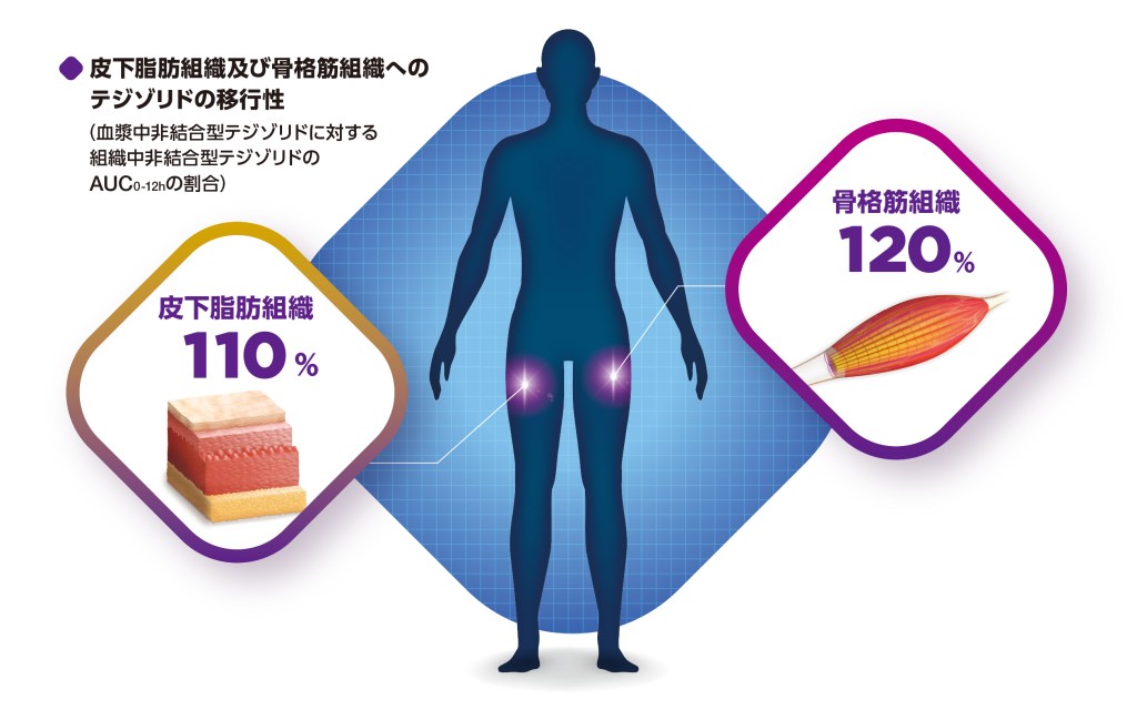 皮下脂肪組織及び骨格筋組織へのテジゾリドの移行性