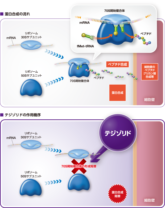 蛋白合成の流れとテジゾリドの作用機序