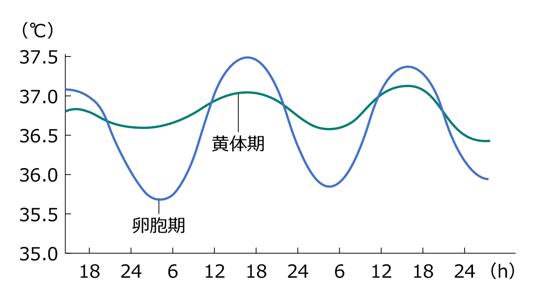 深部体温リズム