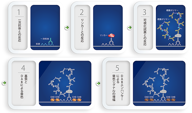 PD-L1 IHC 22C3 pharmDx「ダコ」による染色の原理