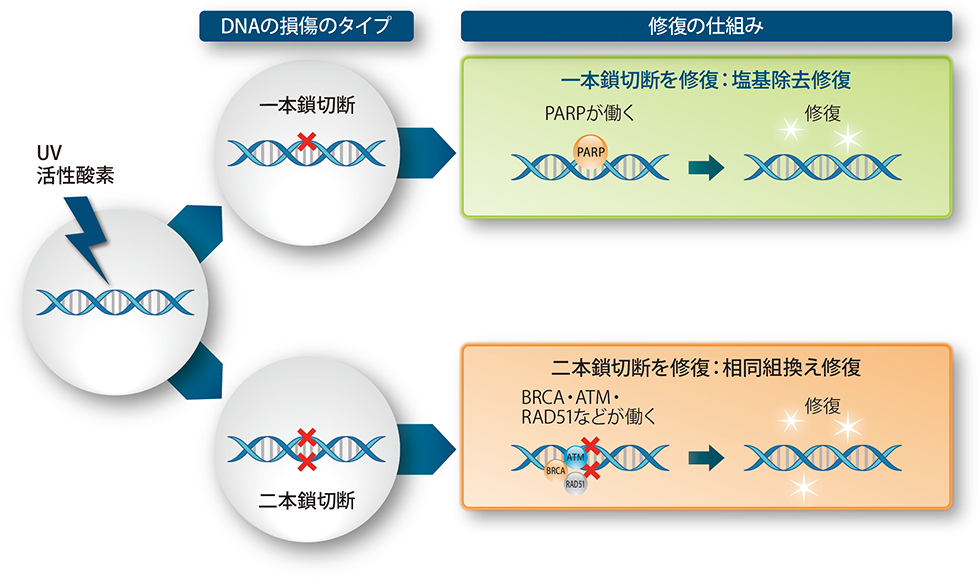正常細胞におけるDNA損傷の修復