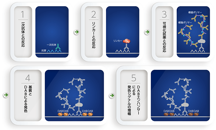 PD-L1 IHC 22C3 pharmDx「ダコ」による染色の原理