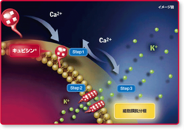 キュビシン®の作用機序に関する仮説モデル