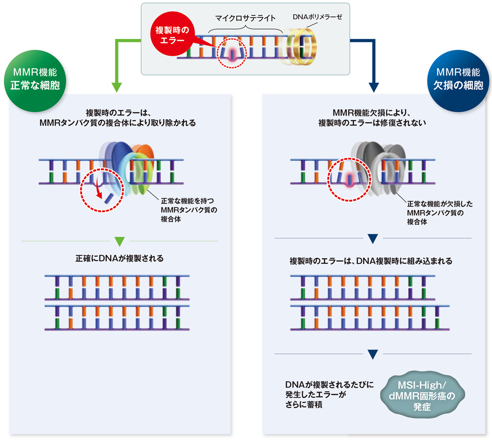 MMR機能欠損によるMSI-High固形癌の発症