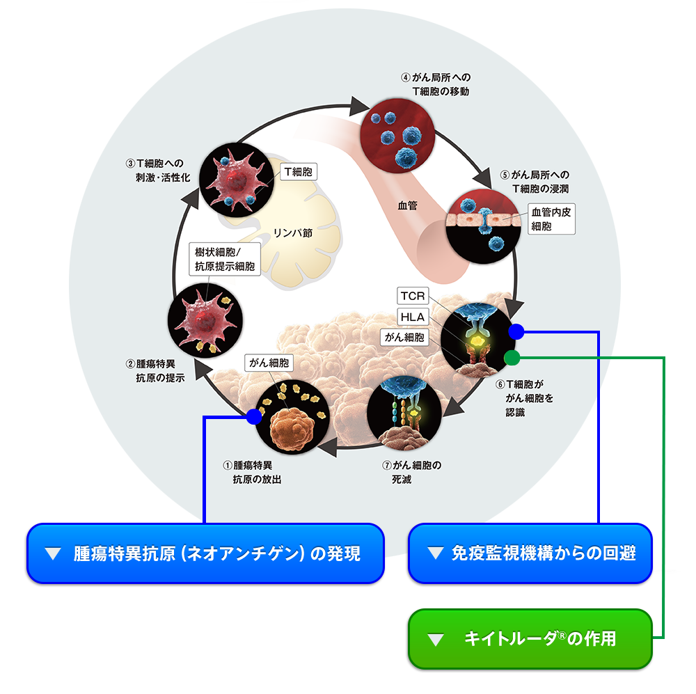 がん免疫サイクル