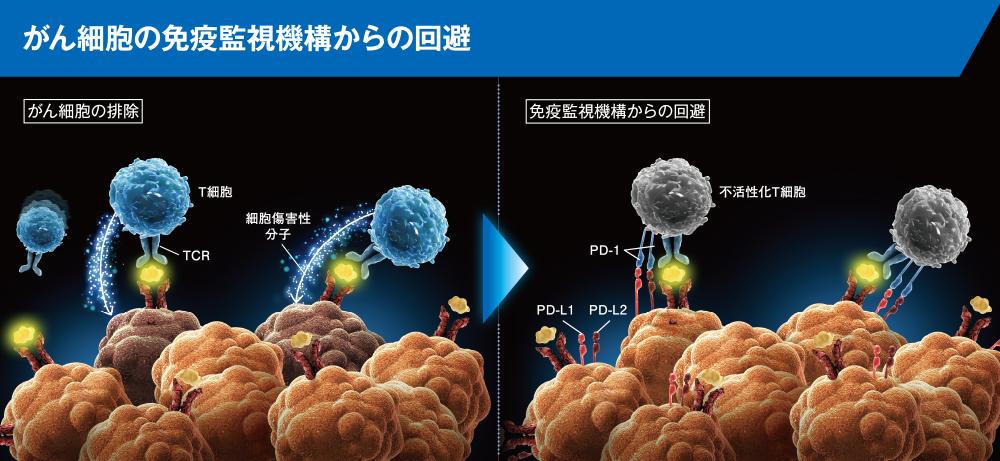 免疫監視機構からの回避