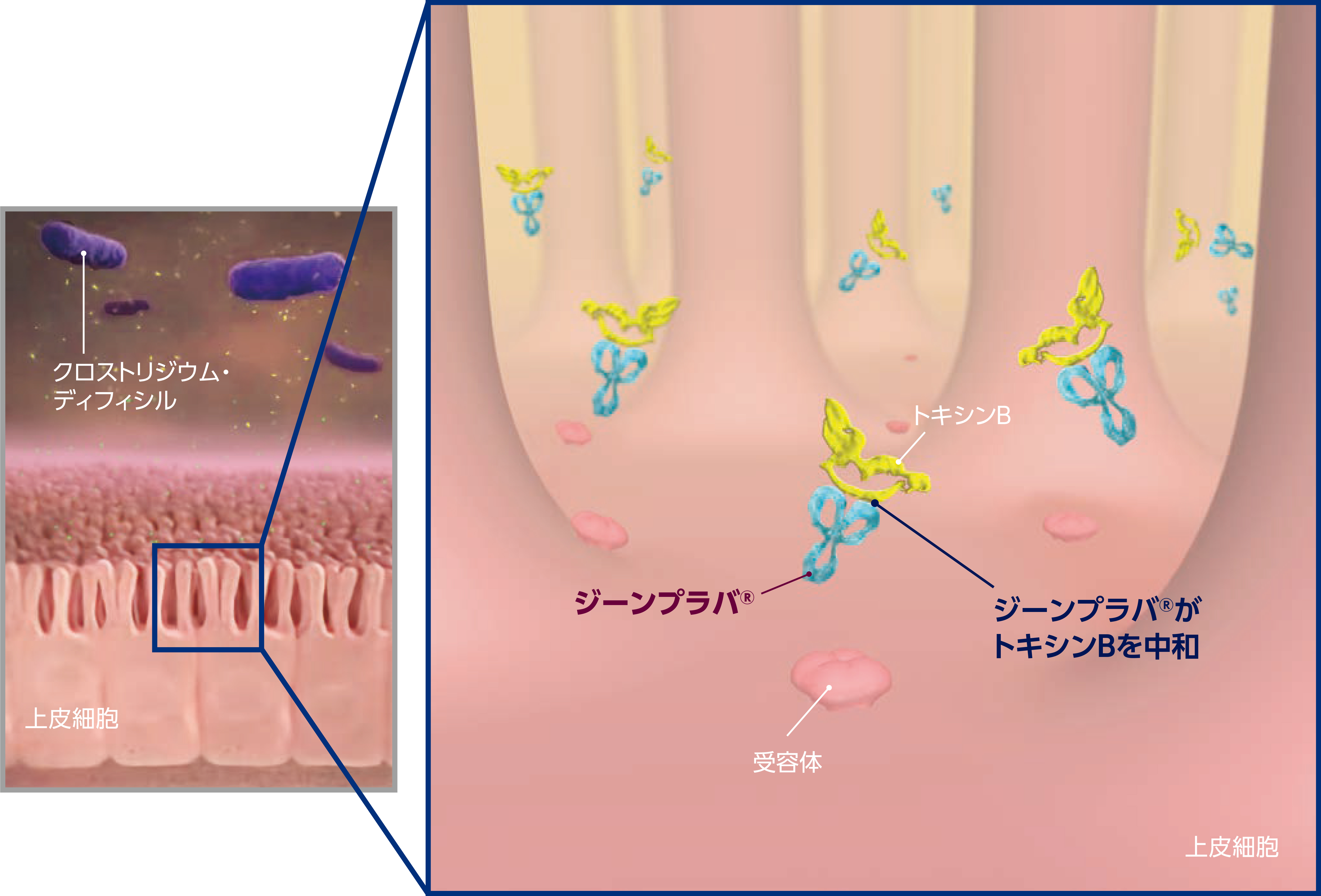 作用機序