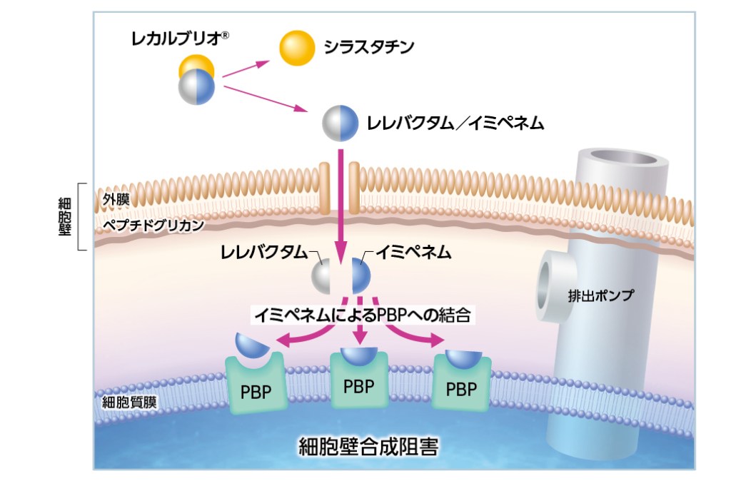 図：イミペネム