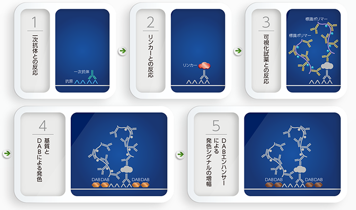 PD-L1 IHC 22C3 pharmDx「ダコ」による染色の原理