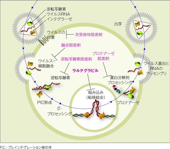 ラルテグラビルの作用機序