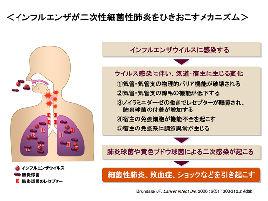 インフルエンザが二次性細菌性肺炎をひきおこすメカニズム
