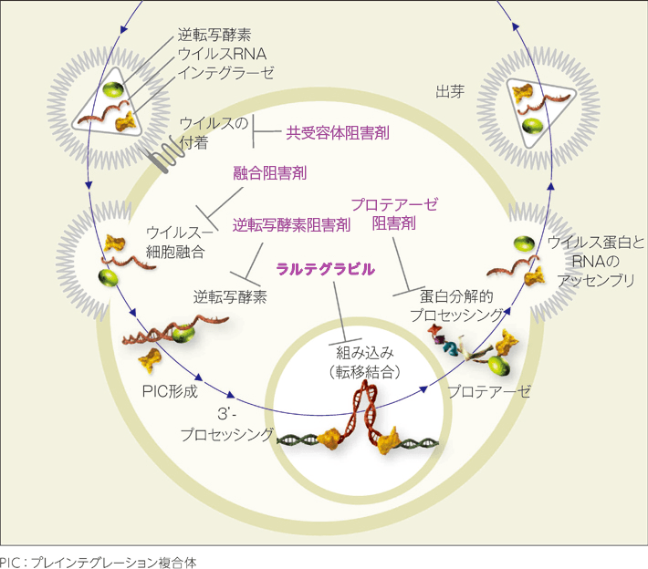 ラルテグラビルの作用機序