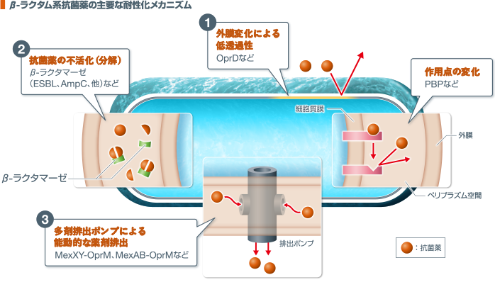 β-ラクタム系抗菌薬の主要な耐性化メカニズム