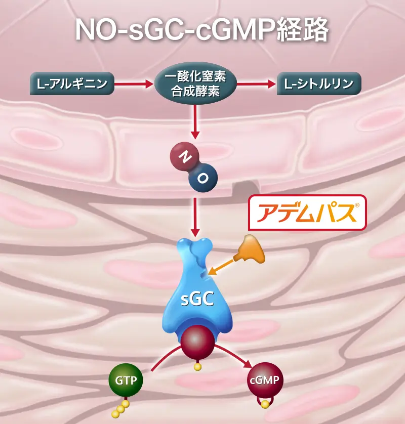 No-sGC-cGMP経路