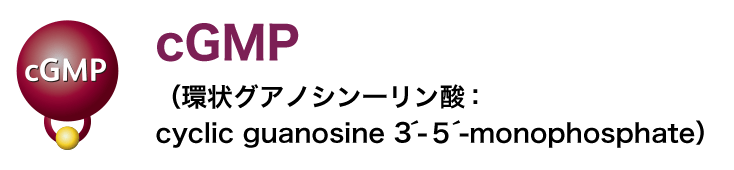 cGMP