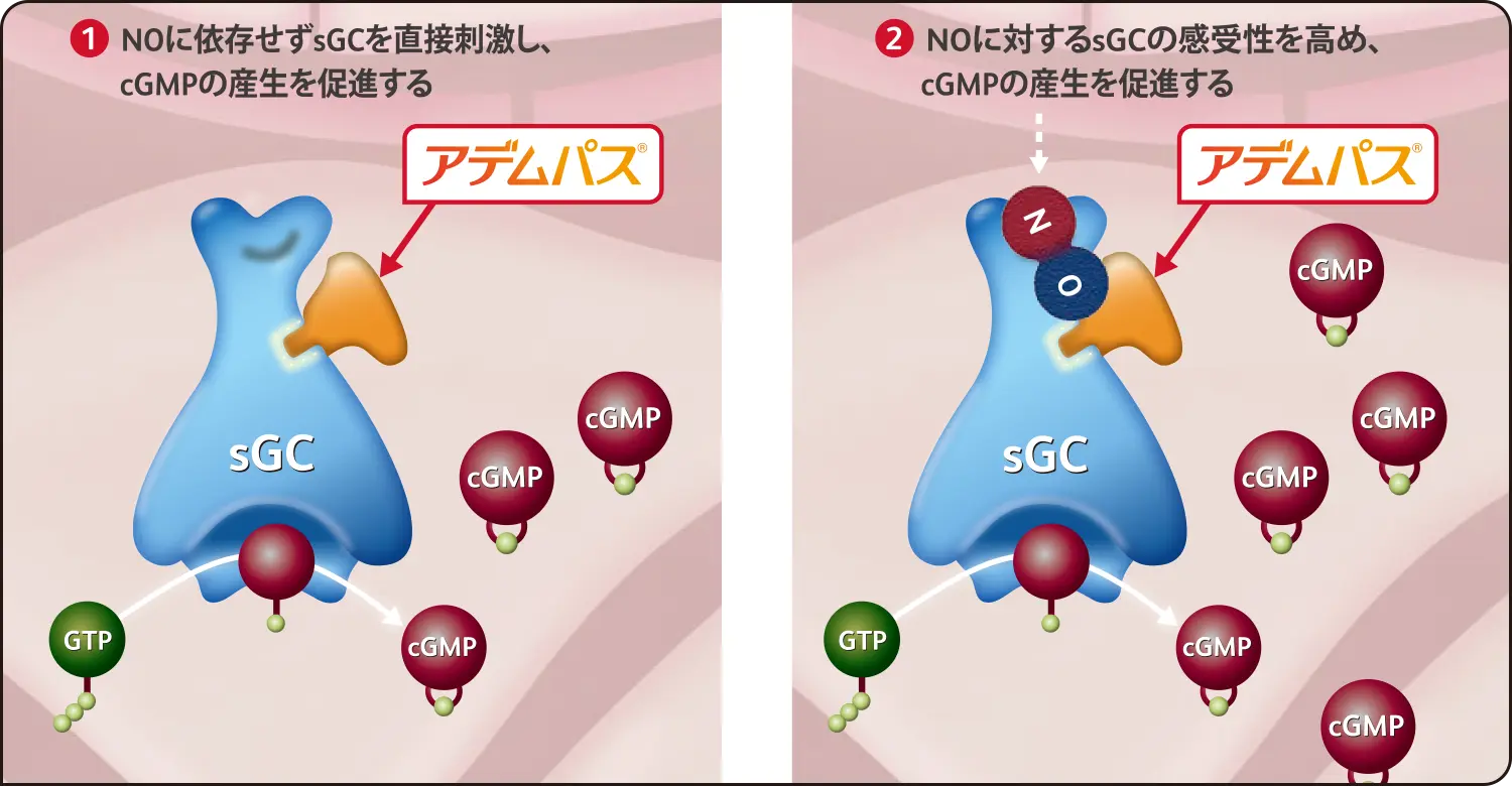 アデムパス®の作用機序