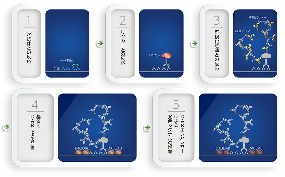 PD-L1 IHC 22C3 pharmDx「ダコ」による染色の原理