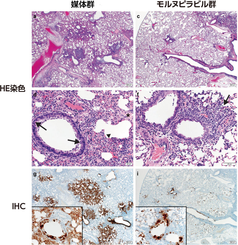 ②Antiviral effect