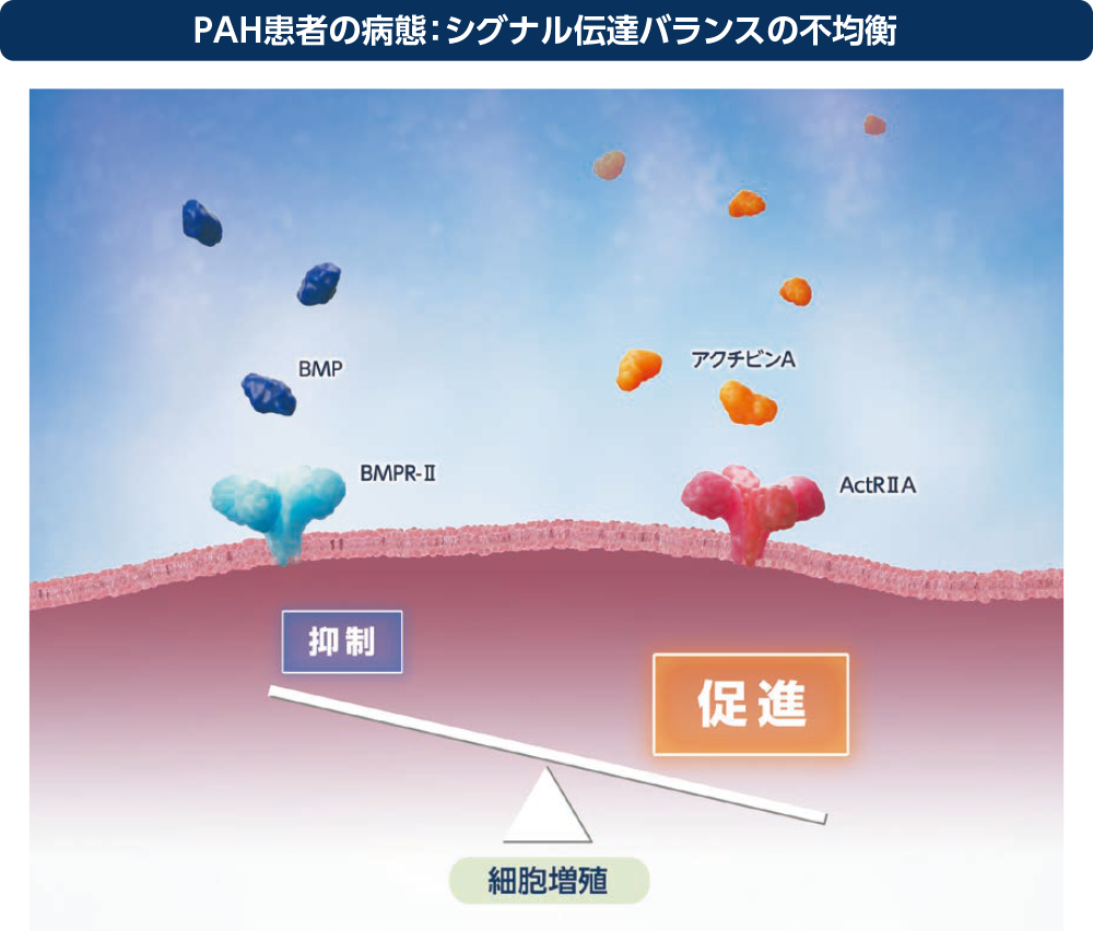 PAH患者の病態：シグナル伝達バランスの不均衡（PAHの本態）