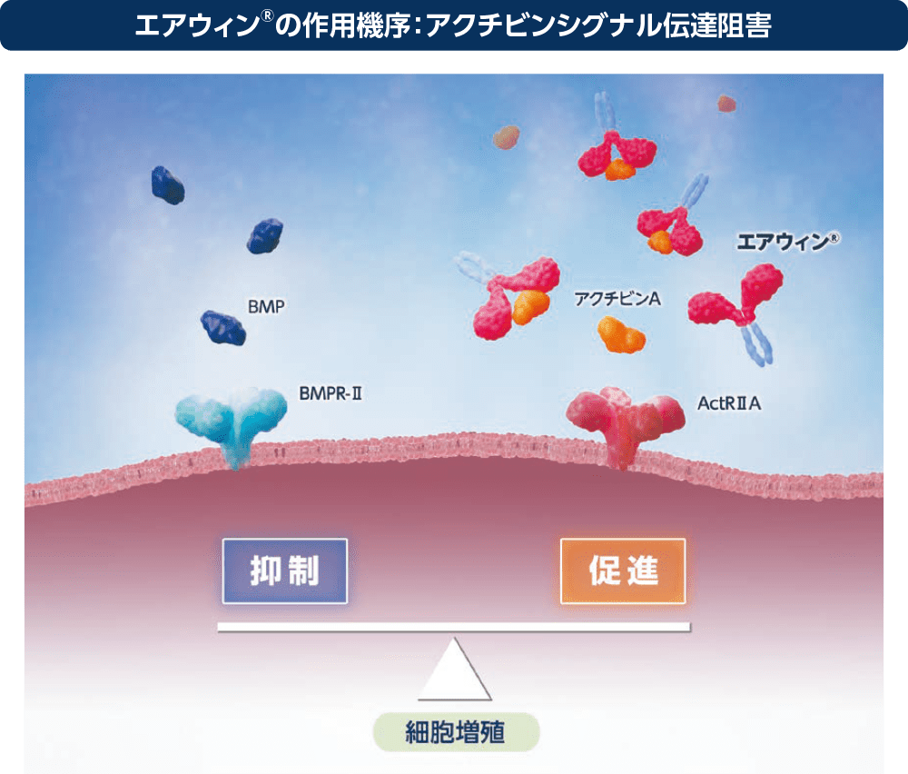 エアウィン®の作用機序：アクチビンシグナル伝達阻害
