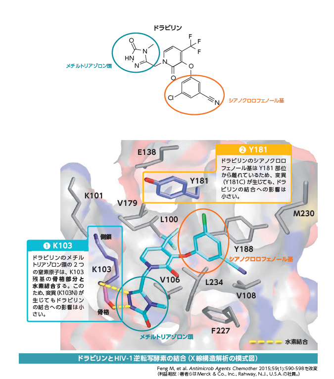 ドラビリンとHIV-1逆転写酵素の結合