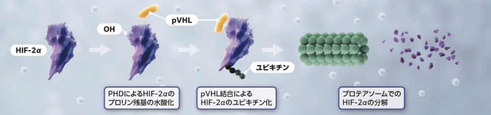 VHL蛋白質機能喪失なし