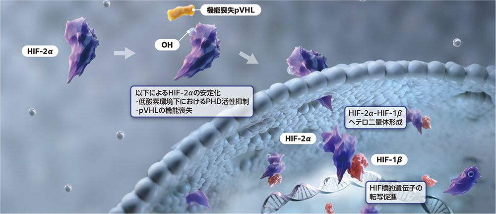 VHL蛋白質機能喪失あり
