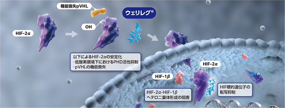 VHL蛋白質機能喪失あり+ウェリレグ®投与時