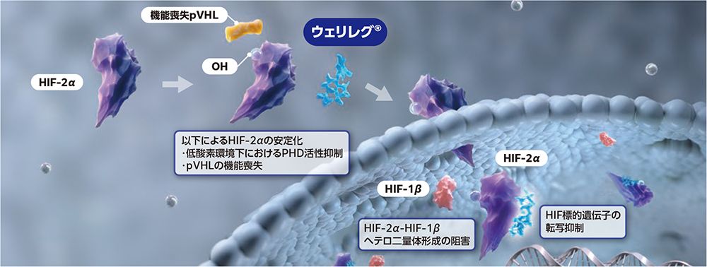 VHL蛋白質機能喪失あり＋ウェリレグ®投与時