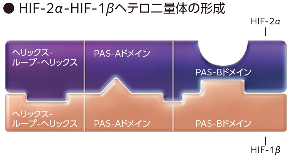 HIF-2α/HIF-1β二量体の形成