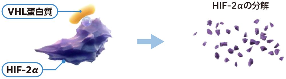 ウェリレグ®投与に伴う貧血の発現機序（通常時）