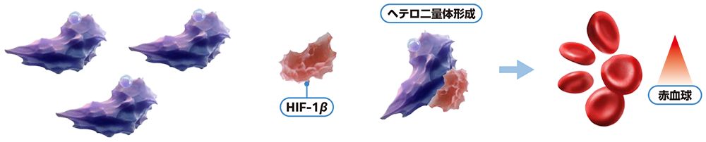 ウェリレグ®投与に伴う貧血の発現機序（低酸素環境/VHL蛋白質機能喪失：赤血球生成の増加）
