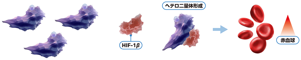 ウェリレグ®投与に伴う貧血の発現機序（低酸素環境/VHL蛋白質機能喪失：赤血球生成の増加）