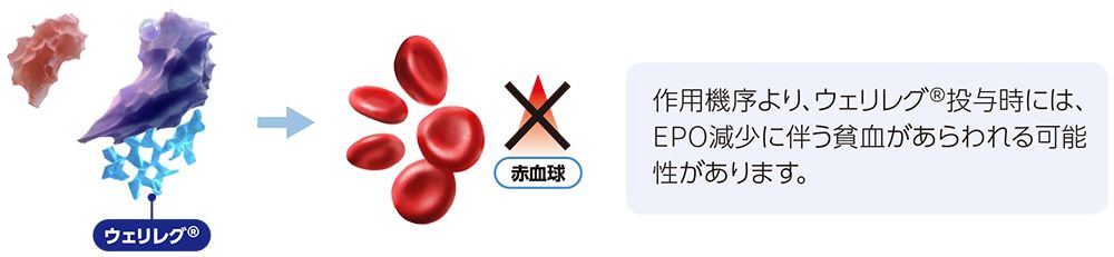 ウェリレグ®投与に伴う貧血の発現機序（ウェリレグ®投与時：赤血球生成の減少）