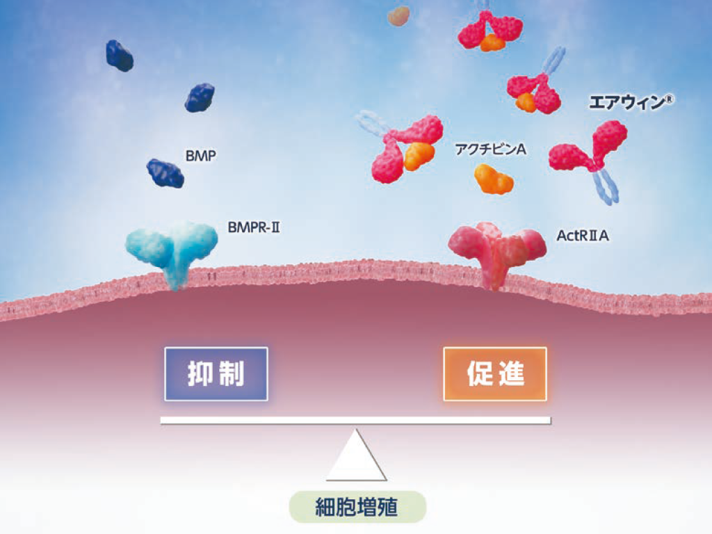 作用機序