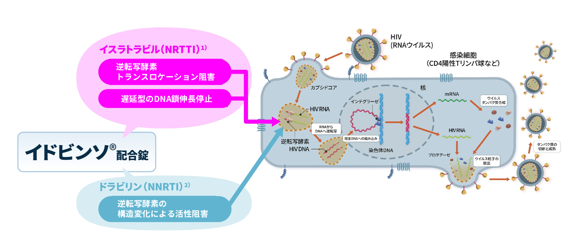 イドビンソ®配合錠作用機序