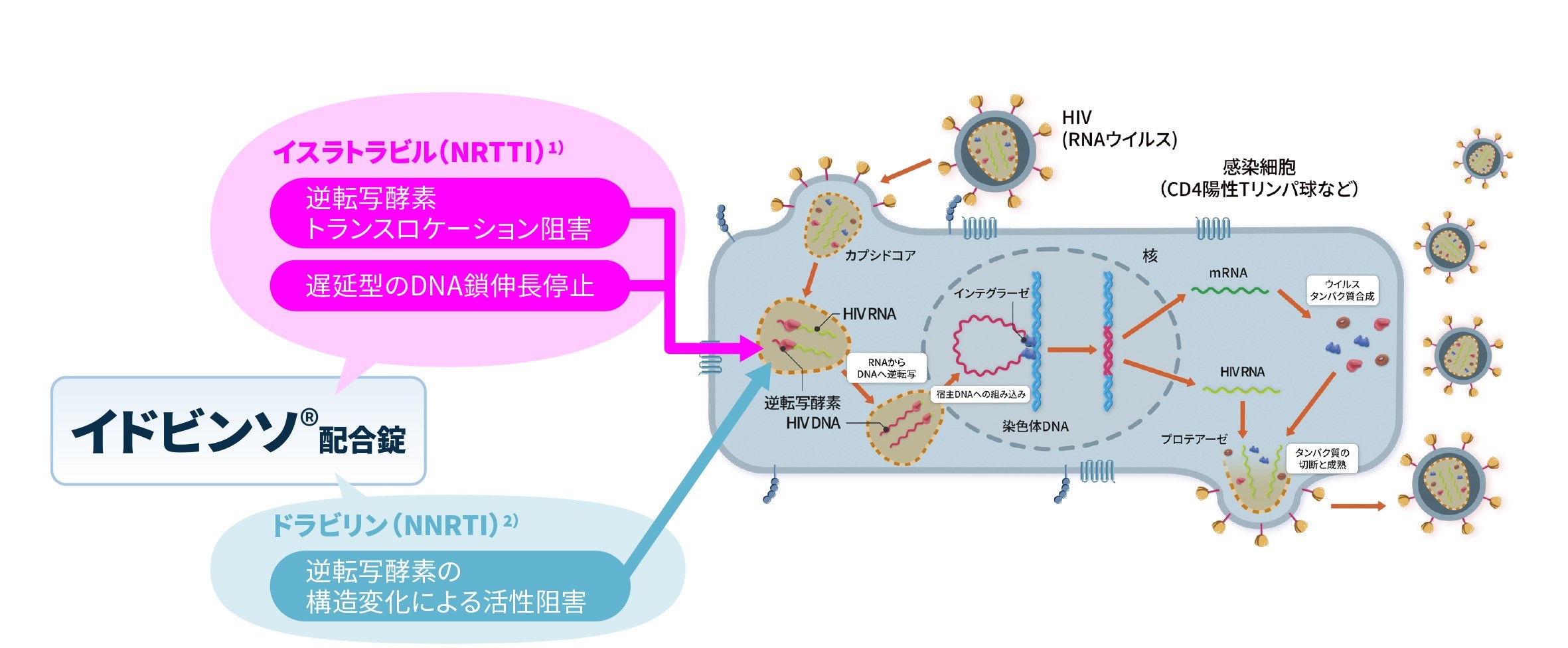 イドビンソ®配合錠作用機序