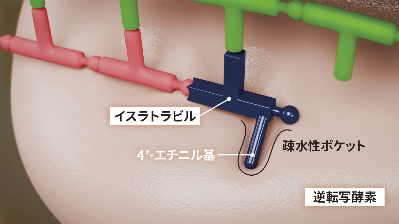 逆転写酵素トランスロケーション阻害