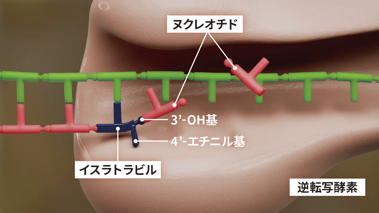 遅延型のDNA鎖伸長停止