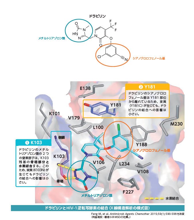 ドラビリンとHIV-1逆転写酵素の結合