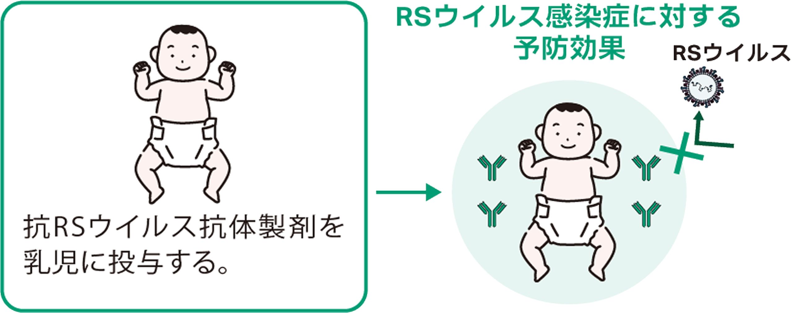 抗RSウイルス抗体製剤を乳児に投与する。