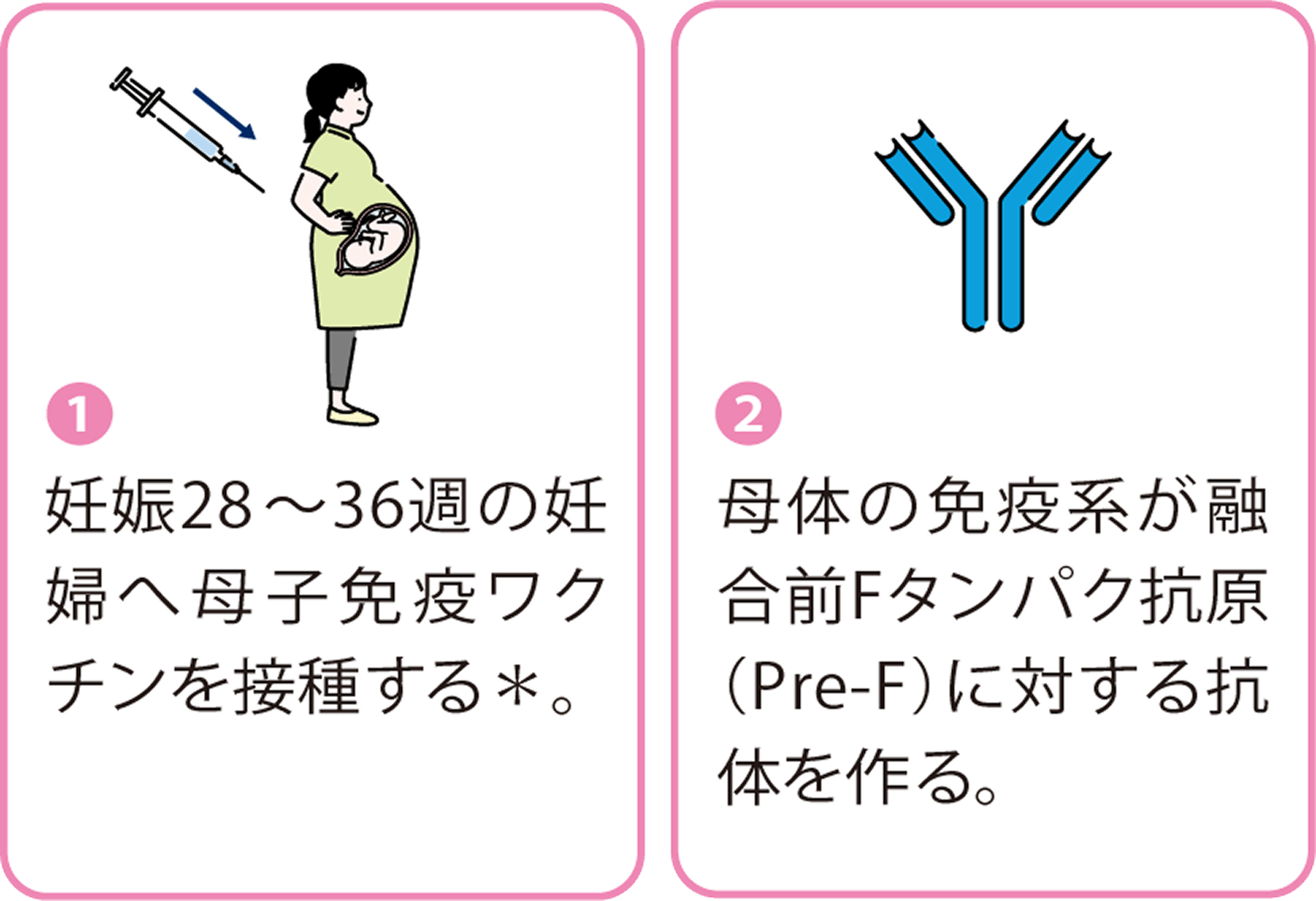 1.妊娠28～36週の妊婦へ母子免疫ワクチンを接種する＊。 2.母体の免疫系が融合前Fタンパク抗原（Pre-F）に対する抗体を作る。